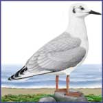 Seagull